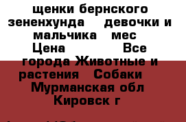 щенки бернского зененхунда. 2 девочки и 2 мальчика(2 мес.) › Цена ­ 22 000 - Все города Животные и растения » Собаки   . Мурманская обл.,Кировск г.